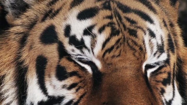 tiger falls asleep,  close up