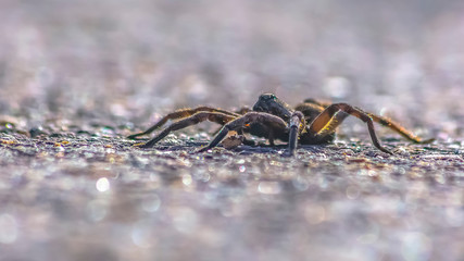 Wolf spider isolated on gray surface in Utah
