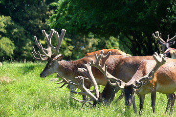 Group of deers in Jaegersborg Dyrehave (Deer Park) near Copenhagen, Denmark.