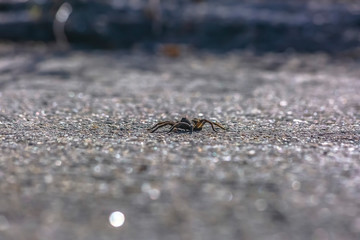 Wolf spider on the rough road in Utah