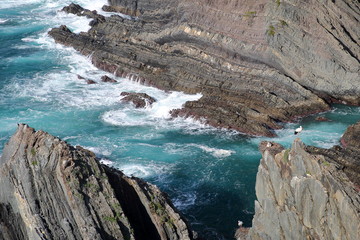 Obraz premium Dramatic and colorful cliffs on Alentejo West Coast at Cabo Sardao, Alentejo, Portugal, with white storks nesting at the top of the rocky cliffs