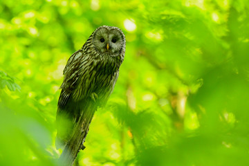 Ural Owl / Strix uralensis