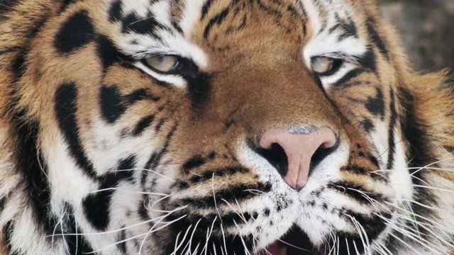 tiger shows teeth,  close-up