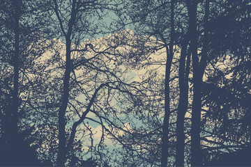 silhouettes of trees. detailed vector illustration