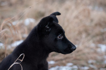 3 month old shepherd dog in the field