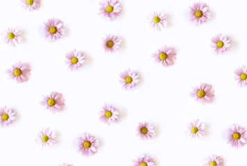 Obraz premium Pattern from flowers of pink daisy isolated on white background, flat lay, top view. The concept of spring.