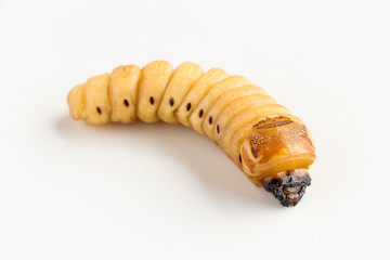 Worms beetle or Oryctes rhinoceros beetle is dangerous insect pest with coconut isolated on the white background. Larva beetle is good source of protein for food insect as future. Entomophagy concept.
