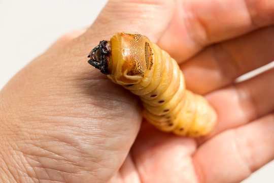 Woman hand holding Larva of Oryctes rhinoceros Coconut beetle is dangerous insect pest. Worm beetle for deep-fried as food items it is good source of protein. Future food, entomophagy concept.