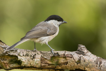 Marsh Tit / Poecile palustris