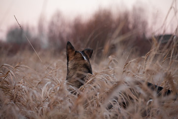 Mixed breed dog in the autumn field