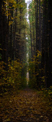 dark green forest with yellow autumn road
