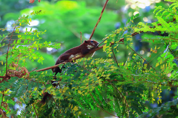 Squirrel on the tree in acting pose to cute in Thailand public park.