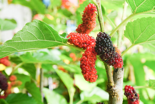 Fresh organic black and red mulberry fruit bunch on tree, Berry in farm.sweet and sour for eat and juice