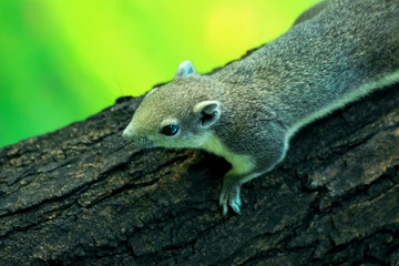 Squirrel on the tree in acting pose to cute in Thailand public park.