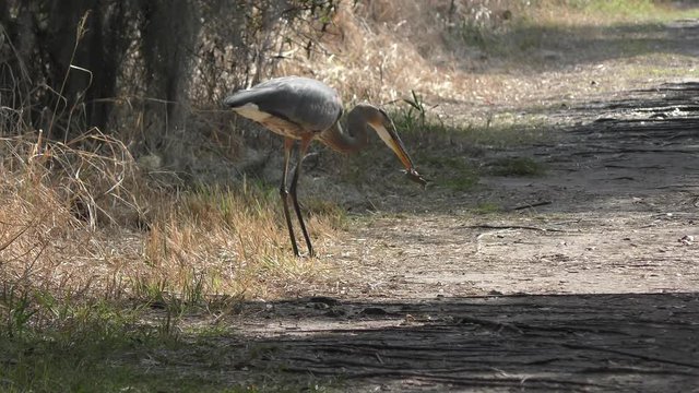 great blue heron feeds on a fish
