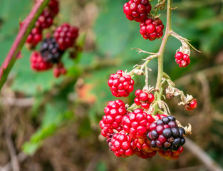 Red berries