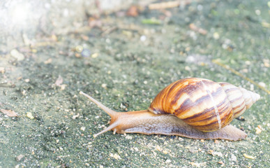 Snail walking on street after raining day,it spit mucilage  that we can bring made cosmetic for face,close up,macro