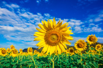 Fototapeta premium Sunflower farm at wat khao jeen lae Lopburi province,Thailand.