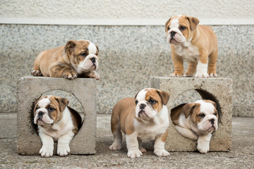 Cute English Bulldog Puppies 