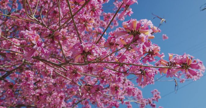 Slow Motion Shot Of Pink Trumpet Tree In Art District Downtown Los Angeles, California