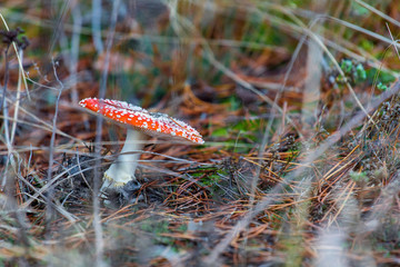 Mushroom in the forest
