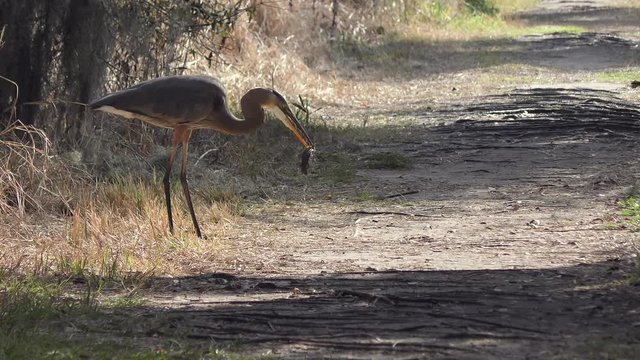great blue heron feeds on a fish