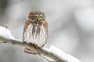 Eurasian Pygmy Owl / Glaucidium passerinum