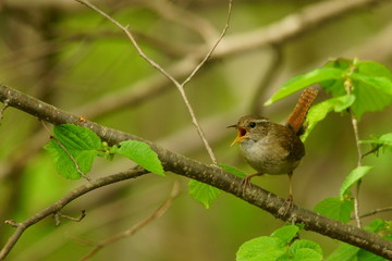 Winter Wren, Troglodytes troglodytes