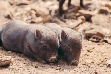 Portrait of two young Vietnamese pigs lying together in the ground
