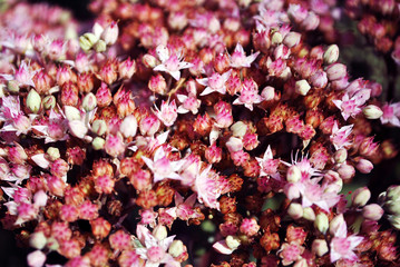 Sedum telephium (Hylotelephium telephium, orpine,livelong, frog's-stomach) the cultivar Herbstfreude blooming pink soft flowers, natural organic background texture, close up detail top view