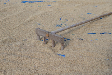 Paddy on blue woven and rake