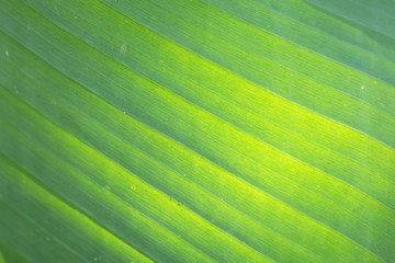 background and texture of fresh banana green leaf with sunlight