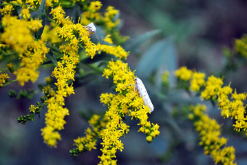 White small mosses sitting on solidago canadensis (Canada goldenrod, Canadian goldenrod) blurry background, close up detail, top view