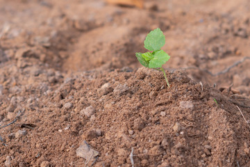 Growing plant on the soil
