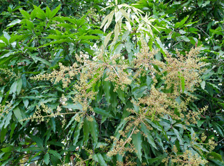 Mango flowers on brach woth green leaf