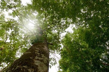 Fototapeta premium Look up tree with sunlay in forest