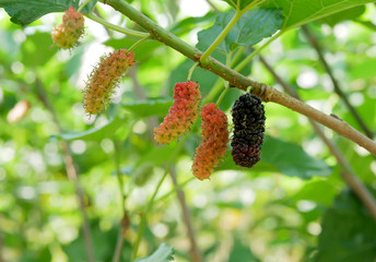 Mulberry is raw and ripe in the green branch