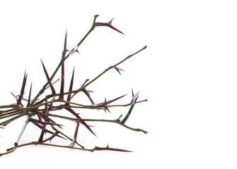 Acacia tree branch with thorns isolated on white background