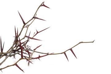 Acacia tree branch with thorns isolated on white background © dule964