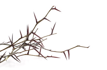 Acacia tree branch with thorns isolated on white background © dule964