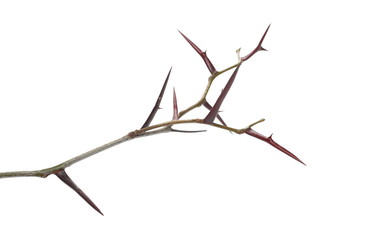Fototapeta premium Acacia tree branch with thorns isolated on white background