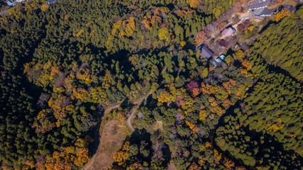 紅葉をドローン撮影