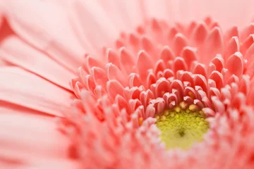 Garten- und Urlaubskonzept - Nahaufnahme der schönen Gerbera-Blume in trendiger Farbe des Jahres 2019 lebende Koralle © Syda Productions