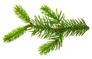 Fir branch isolated on white