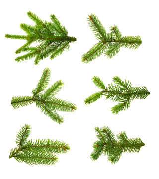 Set of fir branches.