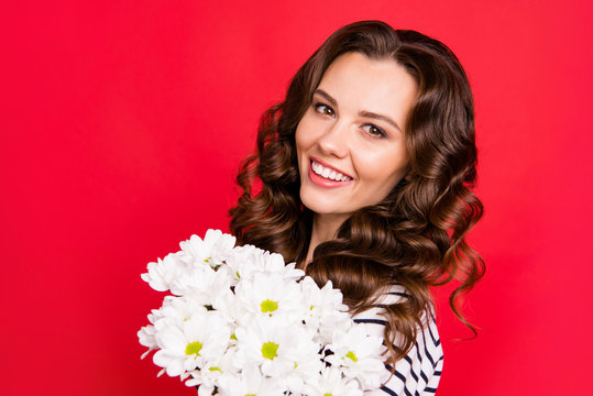 Close-up portrait of nice cute lovely sweet gorgeous attractive cheerful cheery wavy-haired girl wearing striped pullover holding smelling white flowers isolated over bright vivid shine red background