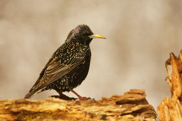 Common Starling, Sturnus vulgaris
