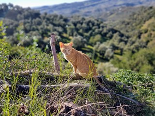 A beautiful yellow cat