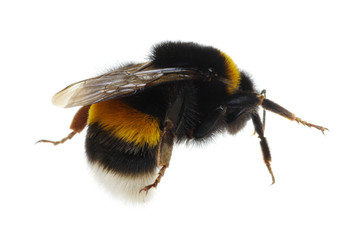 bumblebee isolated on the white