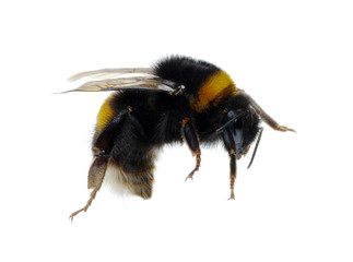 bumblebee isolated on the white